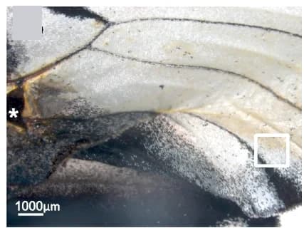 Open access visualization of Microscopy, Photo, Adult White Wing, iCRT3, APF