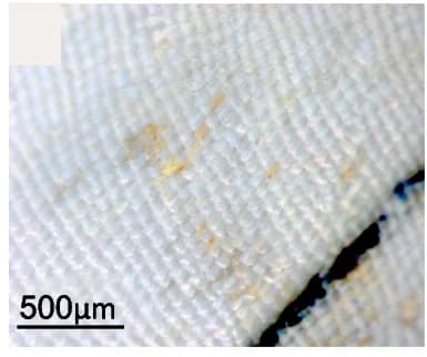 Open access visualization of Microscopy, Photo, Adult Wing, Injection