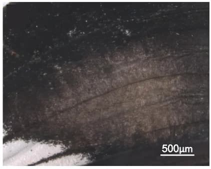 Open access visualization of Microscopy, Affected Side, Scales, iCRT3, Melanic Scales