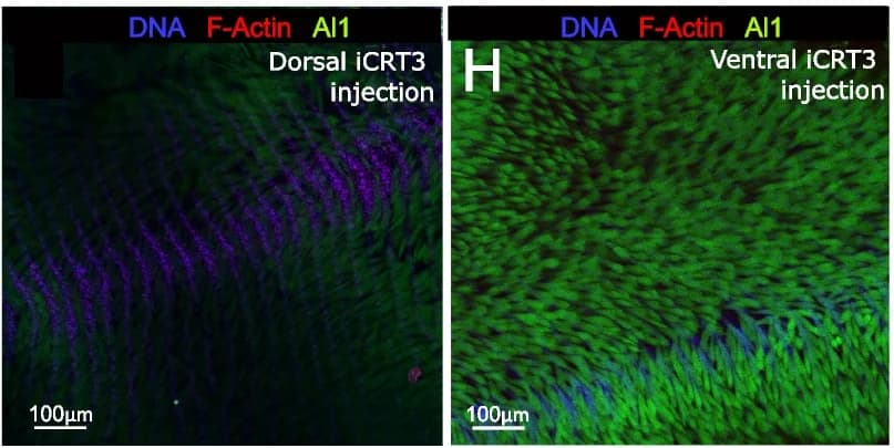 Open access visualization of Microscopy, Developmental Validation, iCRT3, Al1 Protein Levels, Dorsal Side