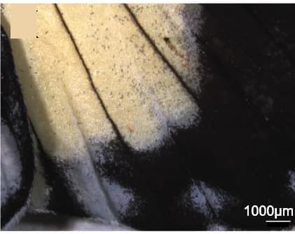 Open access visualization of Microscopy, Photo, Ventral Side, CHIR00921, Adult Yellow Wing