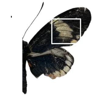 Open access visualization of Photo, Adult Right Wing, CHIR00921, Melanic Scales