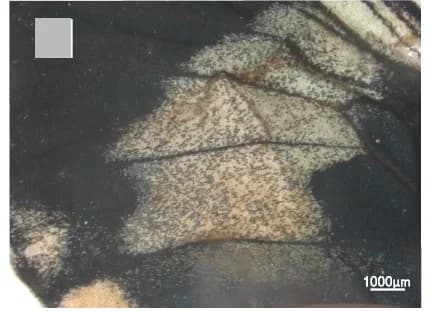 Open access visualization of Microscopy, Injection Sites, CHIR00921, Melanic Scales
