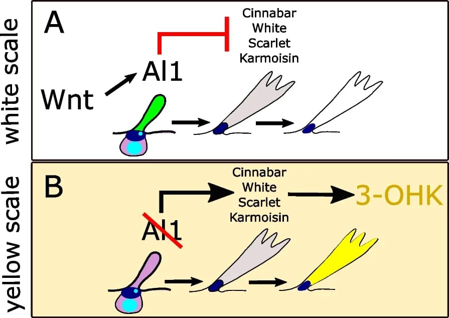 Open access visualization of Workflow, Flowchart, Illustration, Wing Color, Scale Cells