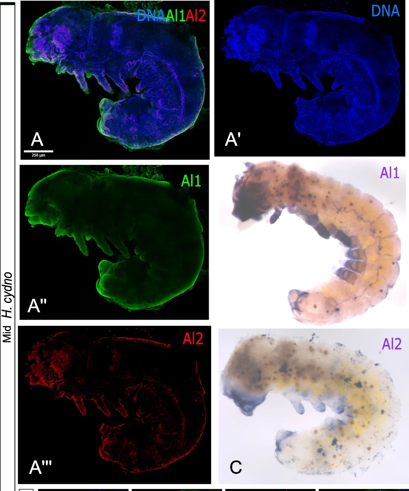 Open access visualization of Microscopy, Photo, Al1 Transcript, In Situ Hybridization, Heliconius cydno