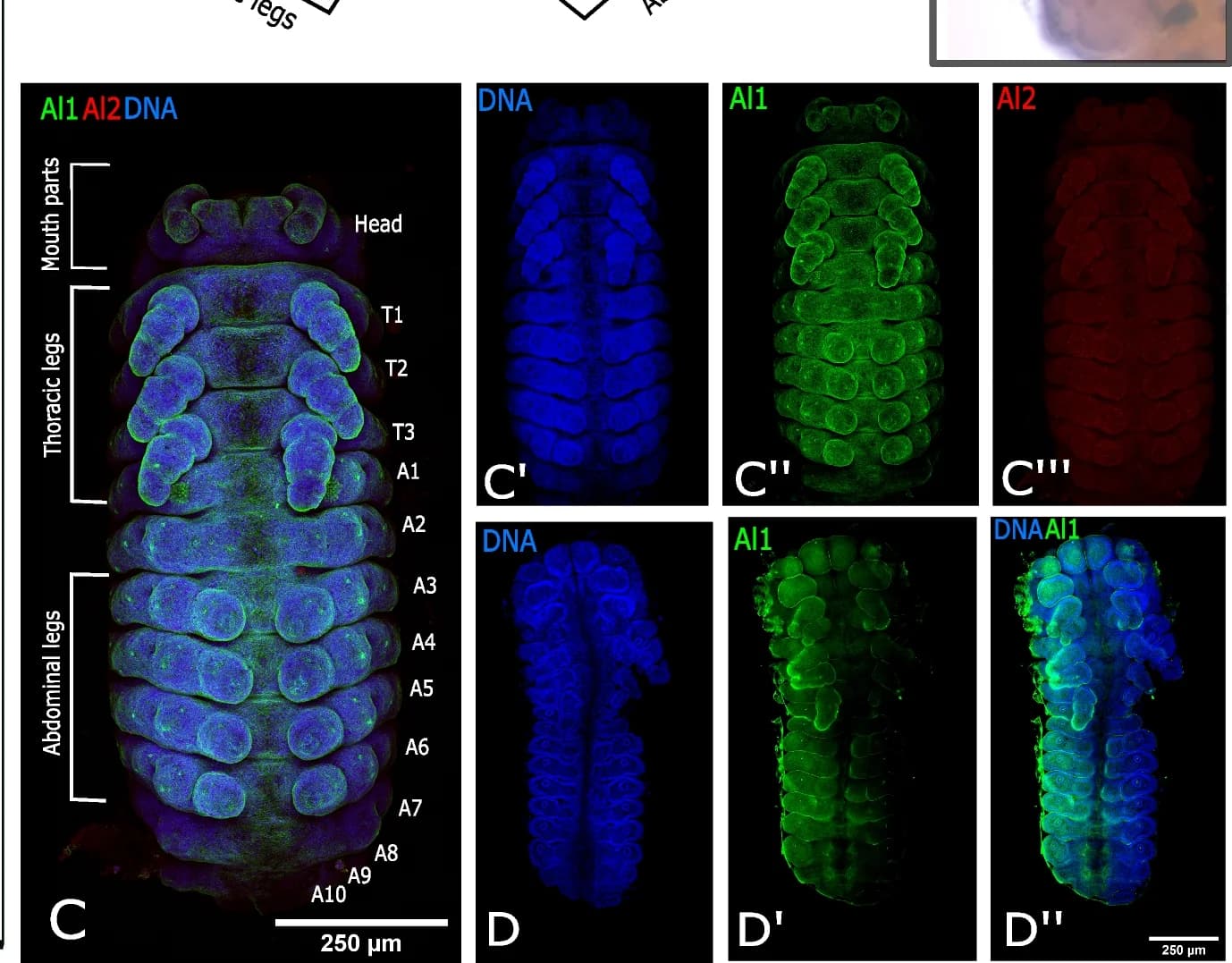 Open access visualization of Microscopy, Al1, In Situ Hybridization, Thoracic Segments, Abdominal Segments