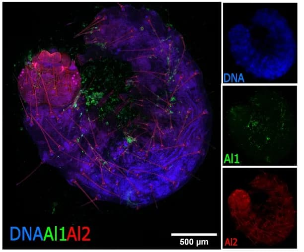 Open access visualization of Microscopy, Wild-Type Embryo, Immunodetection, Al1, Al2