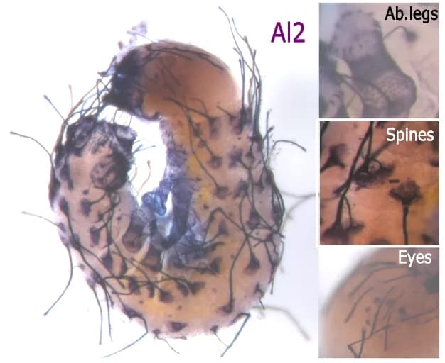 Open access visualization of Microscopy, Wild-Type Embryo, In Situ Hybridization, Al2