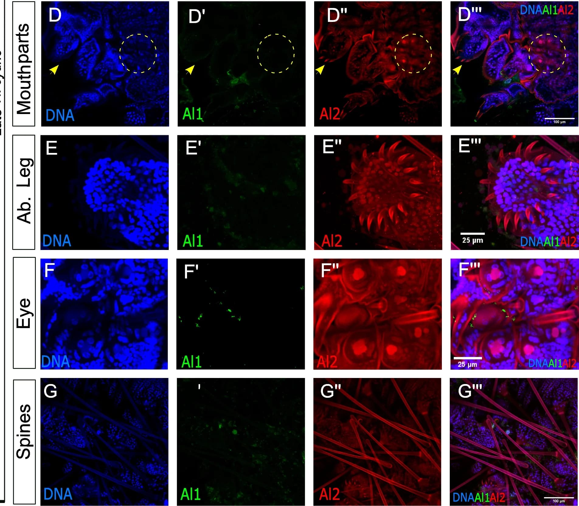Open access visualization of Microscopy, Sensory Appendages, Immunodetection, Al1, Al2