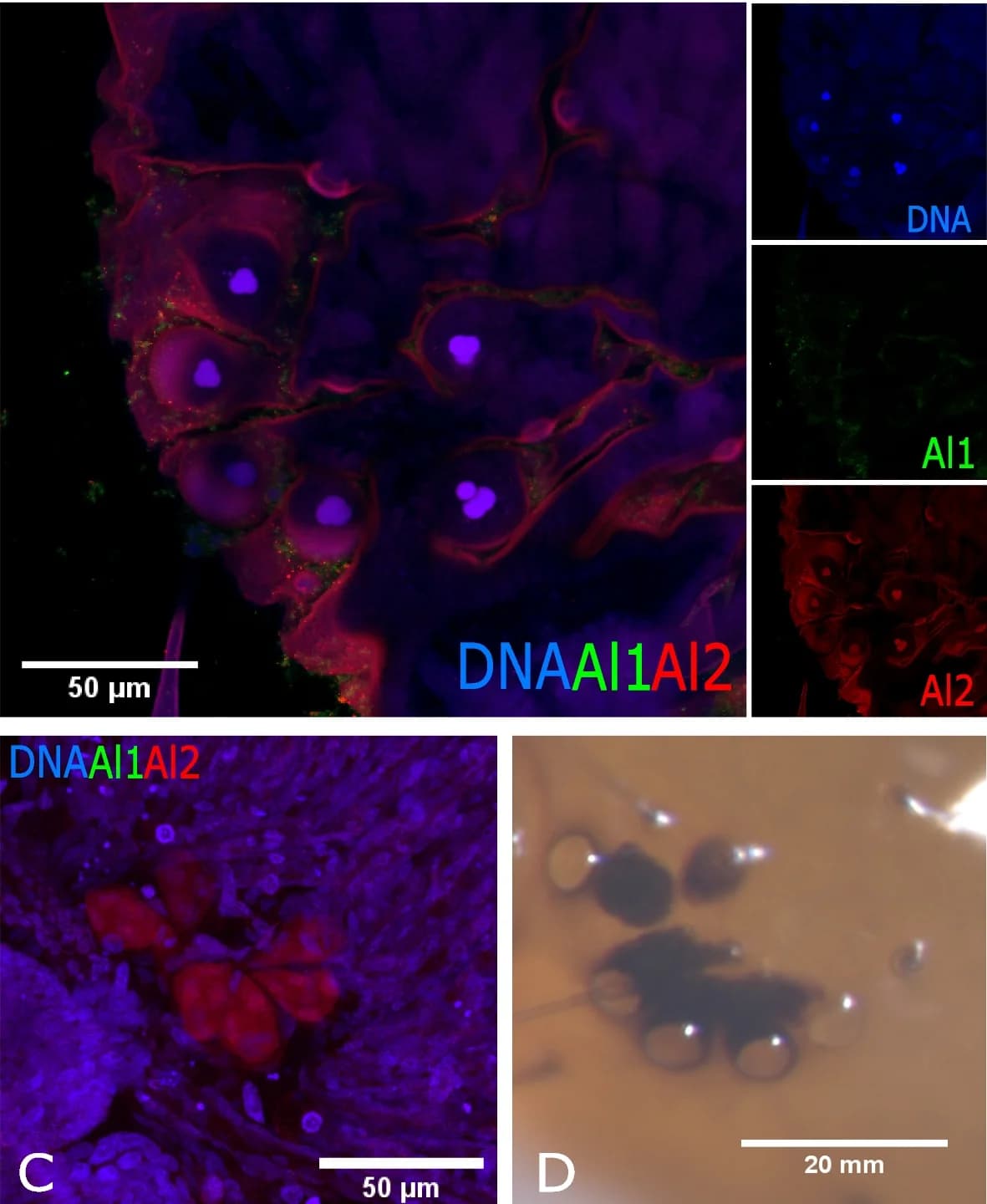 Open access visualization of Microscopy, Photo, Al1, Al2, Embryonic Eyes