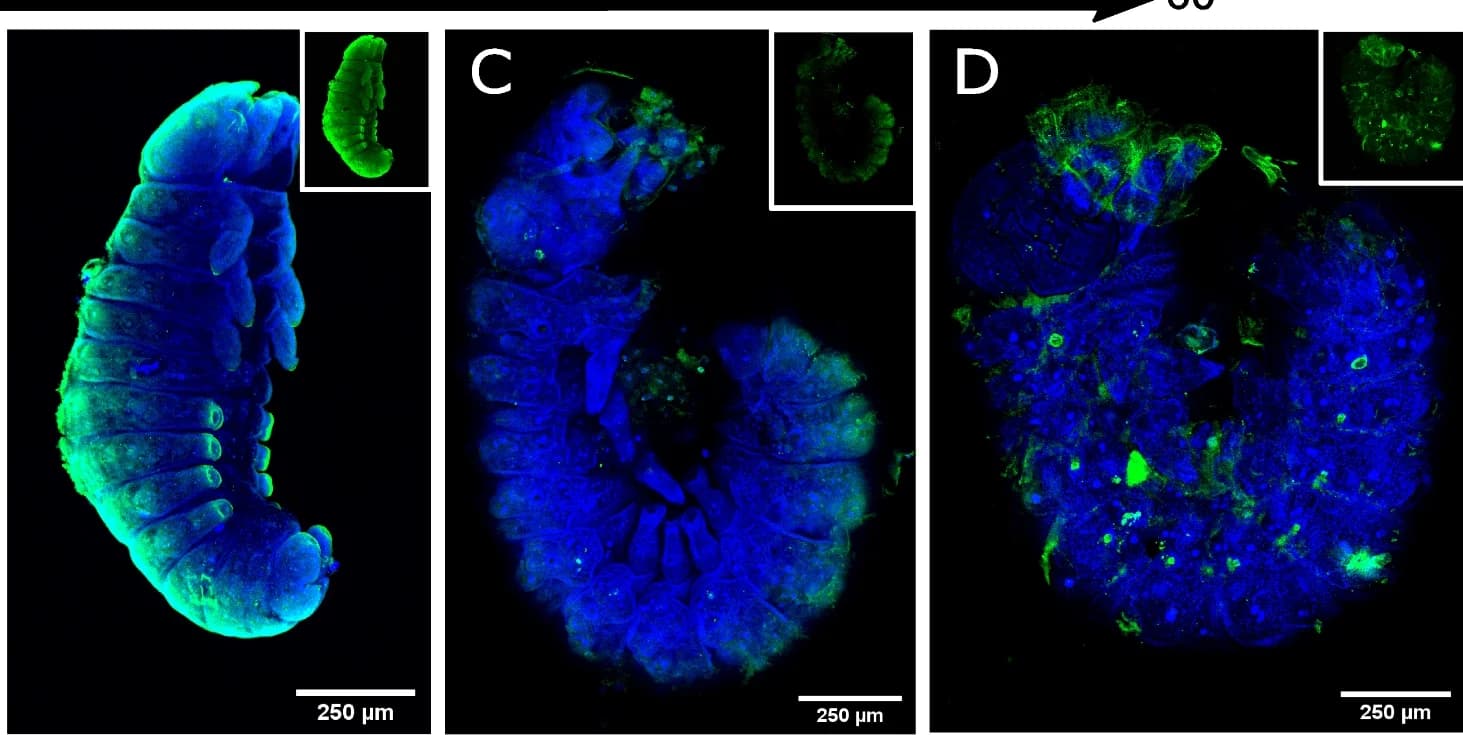 Open access visualization of Microscopy, Immunodetection, Embryonic Development, Heliconius cydno, Wild-type