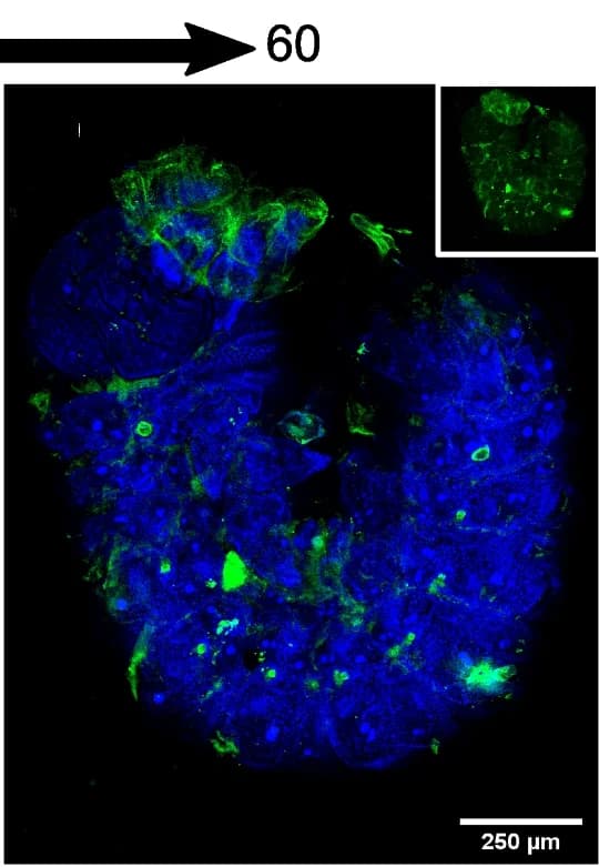 Open access visualization of Microscopy, Photo, Immunodetection, Embryonic Development, Heliconius cydno