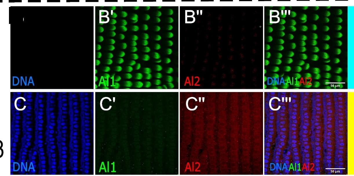 Open access visualization of Microscopy, Pupal Wings, Immunodetection, Scale, DNA