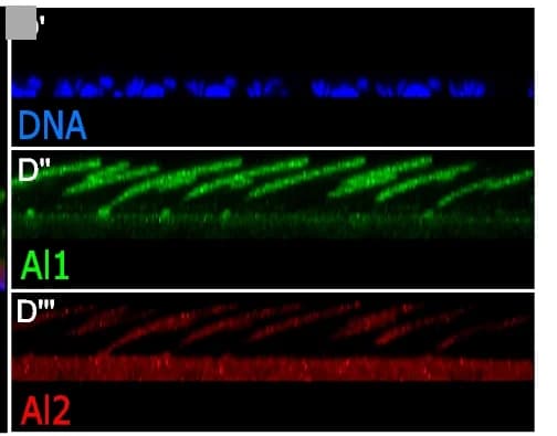 Open access visualization of Microscopy, Pupal Wings, Immunodetection, Scale Cell Body, DNA