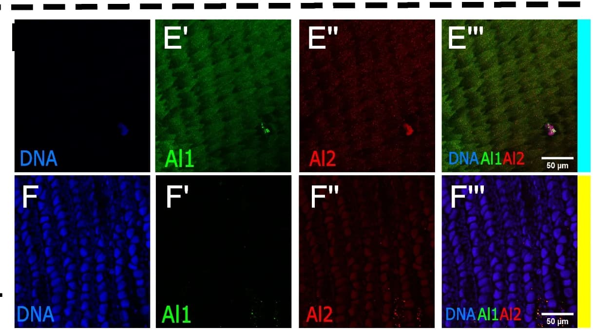 Open access visualization of Microscopy, Pupal Wings, Immunodetection, Scale, DNA
