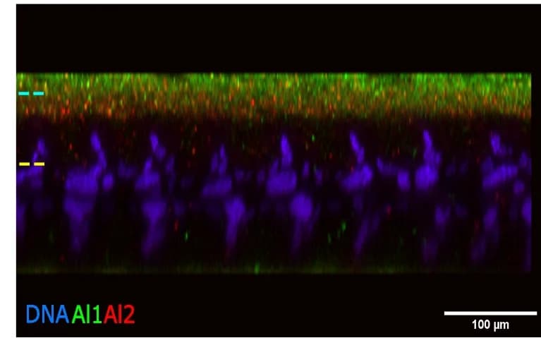 Open access visualization of Microscopy, Pupal Wings, Immunodetection, Scale Cell Body, DNA