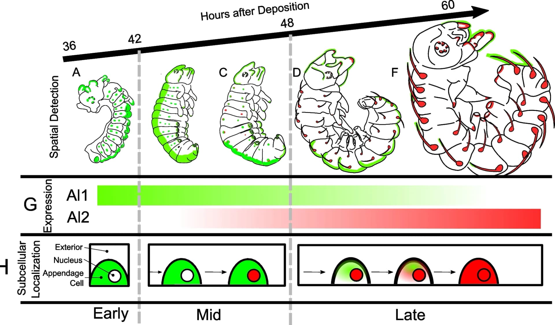 Open access visualization of Illustration, Workflow, Embryo, Al1, Al2