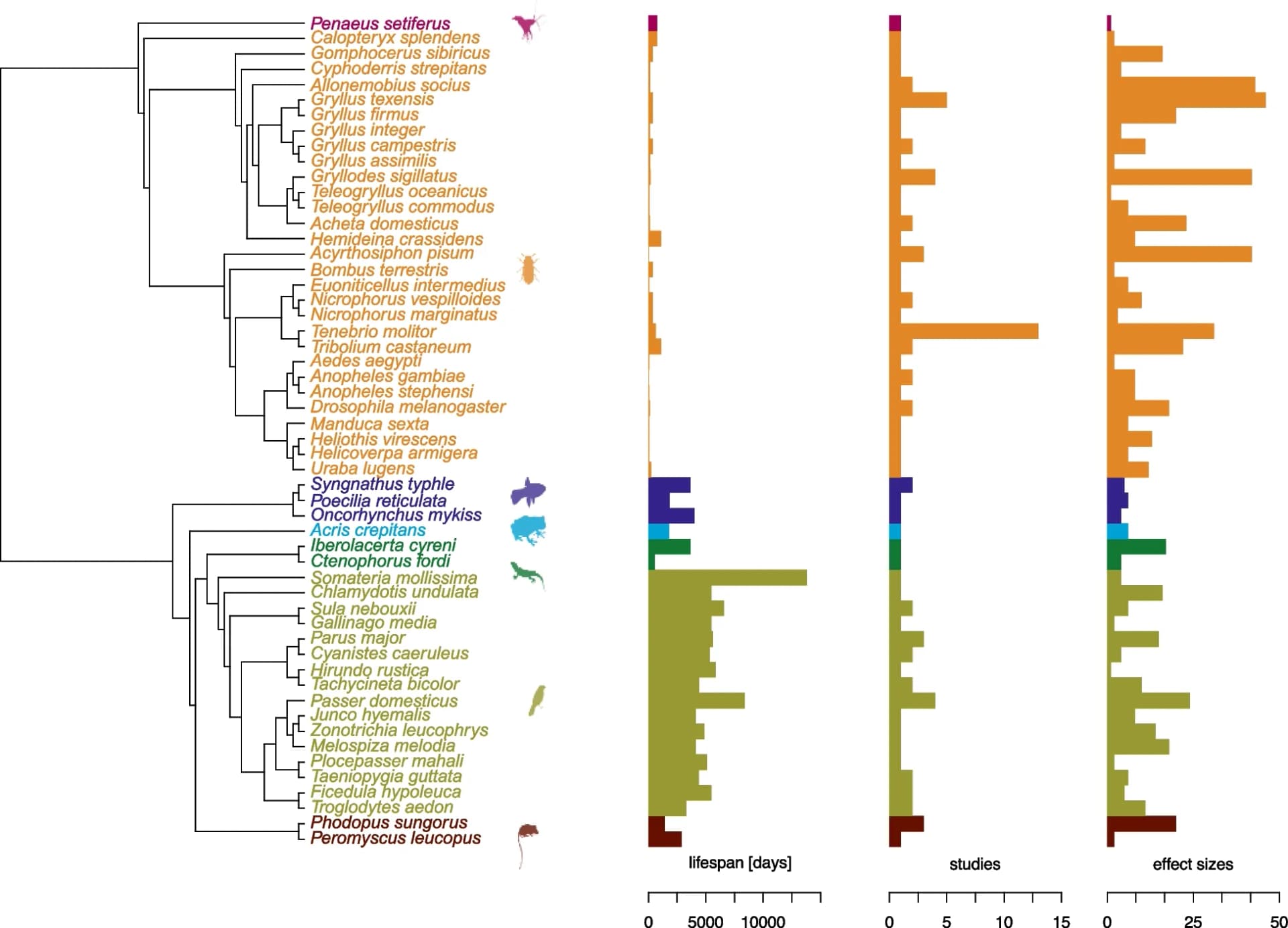 Open access visualization of Bar Plot, Histogram, Phylogenetic Tree, Lifespan, Number of Studies