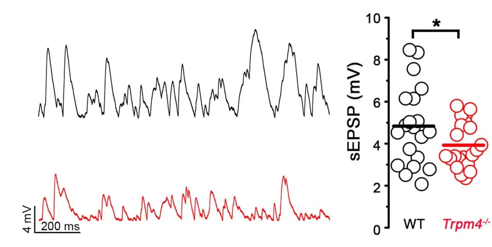 Open access visualization of Scatter Plot, Line Plot, Excitatory Postsynaptic Potentials, Wild-Type, TRPM4 Knockout