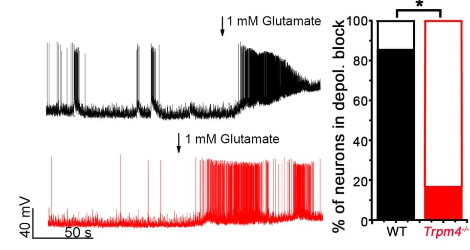 Open access visualization of Bar Plot, Line Plot, Current Clamp Recordings, Wild-Type, TRPM4 Knockout