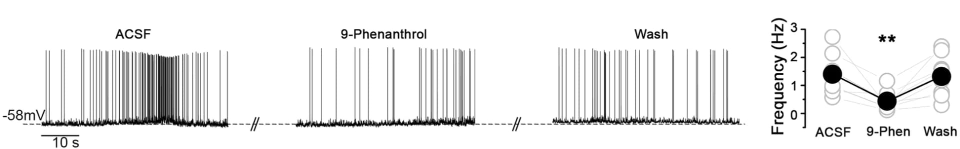 Open access visualization of Line Plot, Spontaneous Action Potentials, Wild-Type, 9-Phenanthrol, Action Potential Frequency