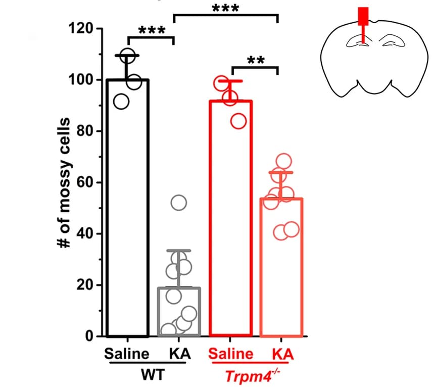 Open access visualization of Bar Plot, Error Bars, MCs, WT, Trpm4