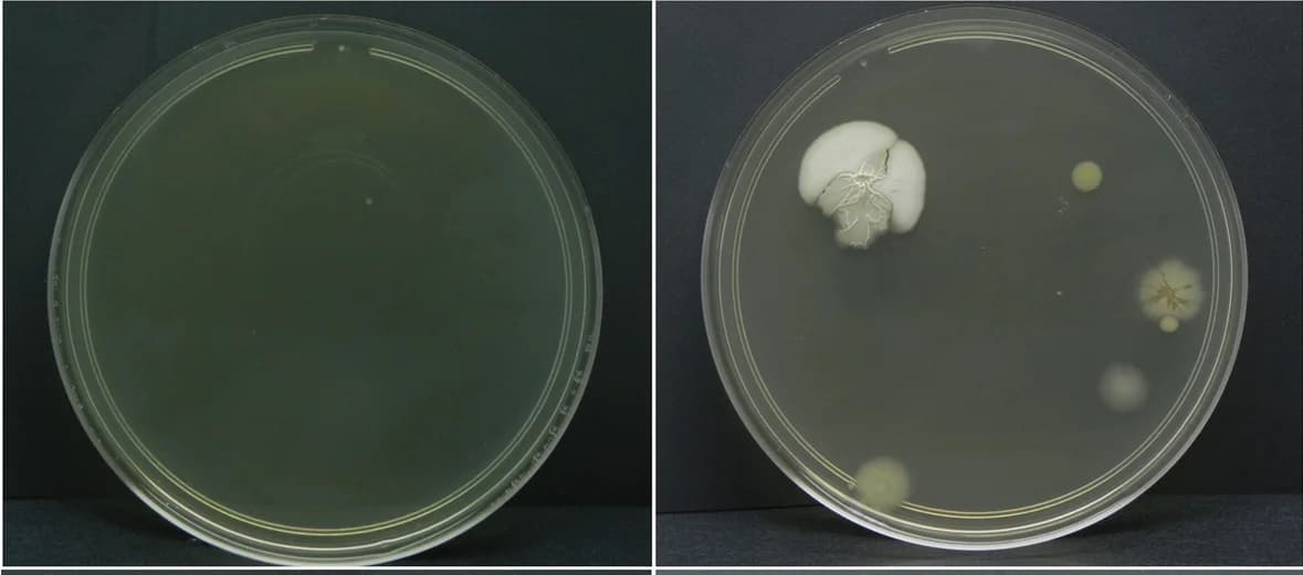 Open access visualization of Photo, LB Agar, Bacterial Colonies, Environmental Control, Gravid Female