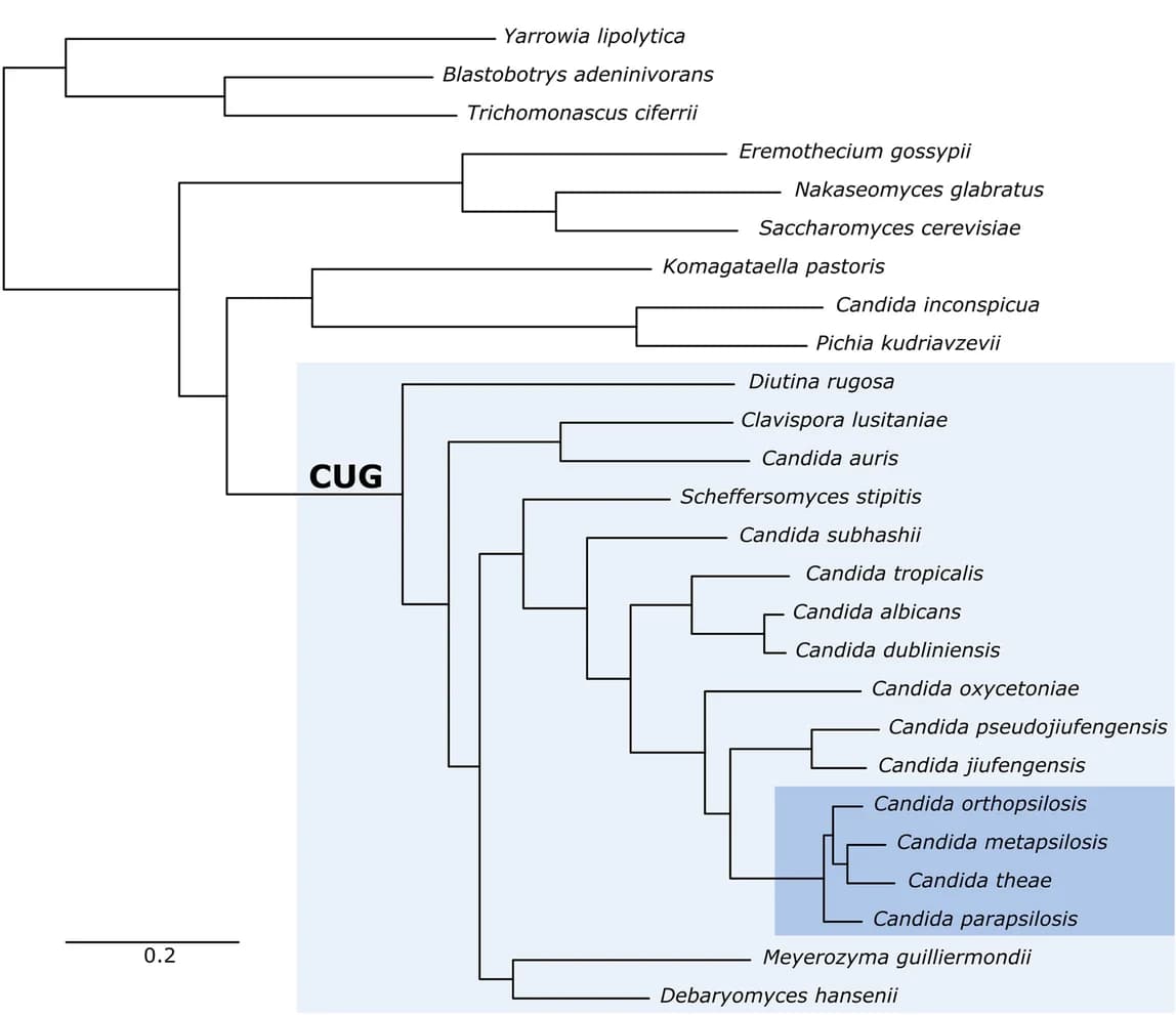 Open access visualization of Network, Maximum Likelihood Tree, Amino-Acid Alignment, Phylome, CUG Clade