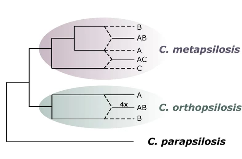 Open access visualization of Network, Pathway, Evolutionary Trajectory, Opportunistic Pathogens, C. parapsilosis