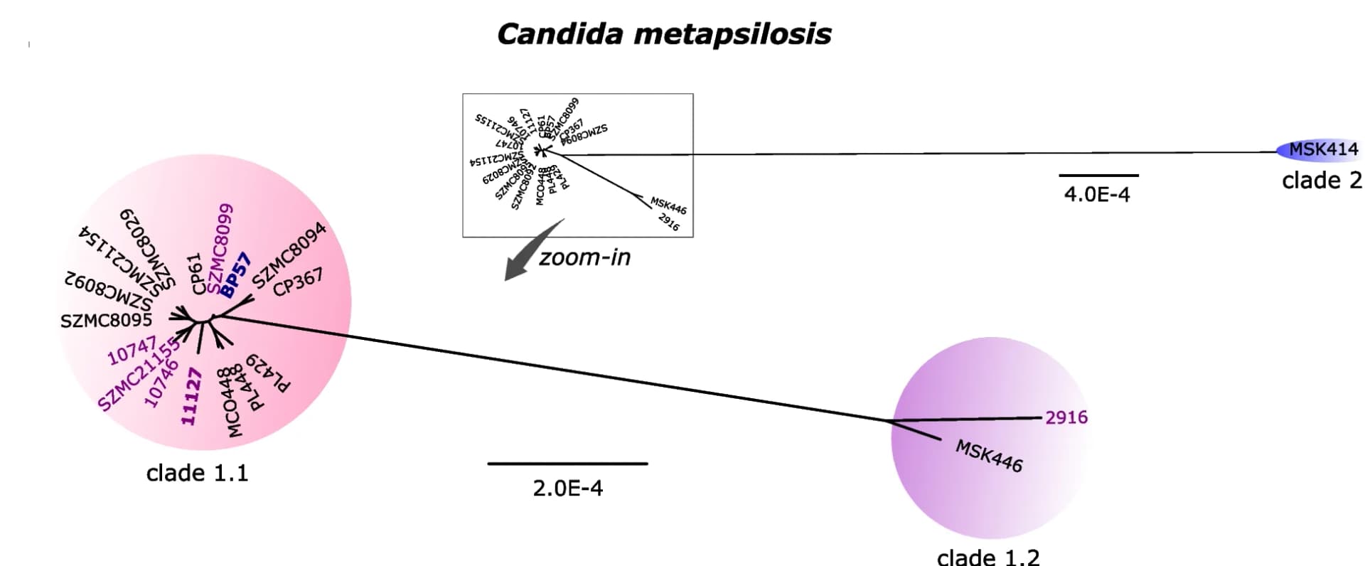Open access visualization of Network, Pathway, Phylogenetic Trees, C. metapsilosis, Clade 1