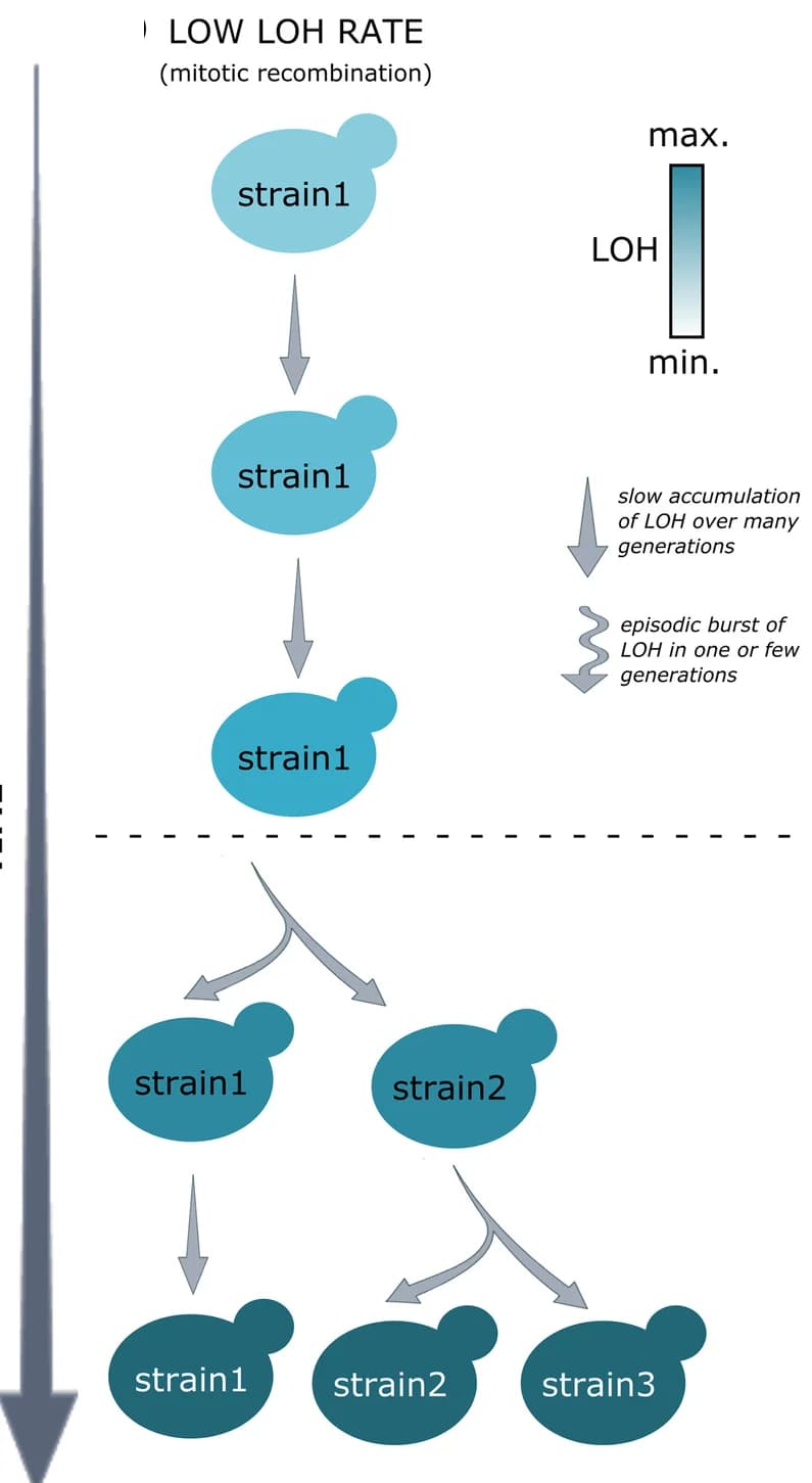 Open access visualization of Workflow, Flowchart, Mitotic Recombination, Stress-Induced DNA Breaks, Meiotic Recombination