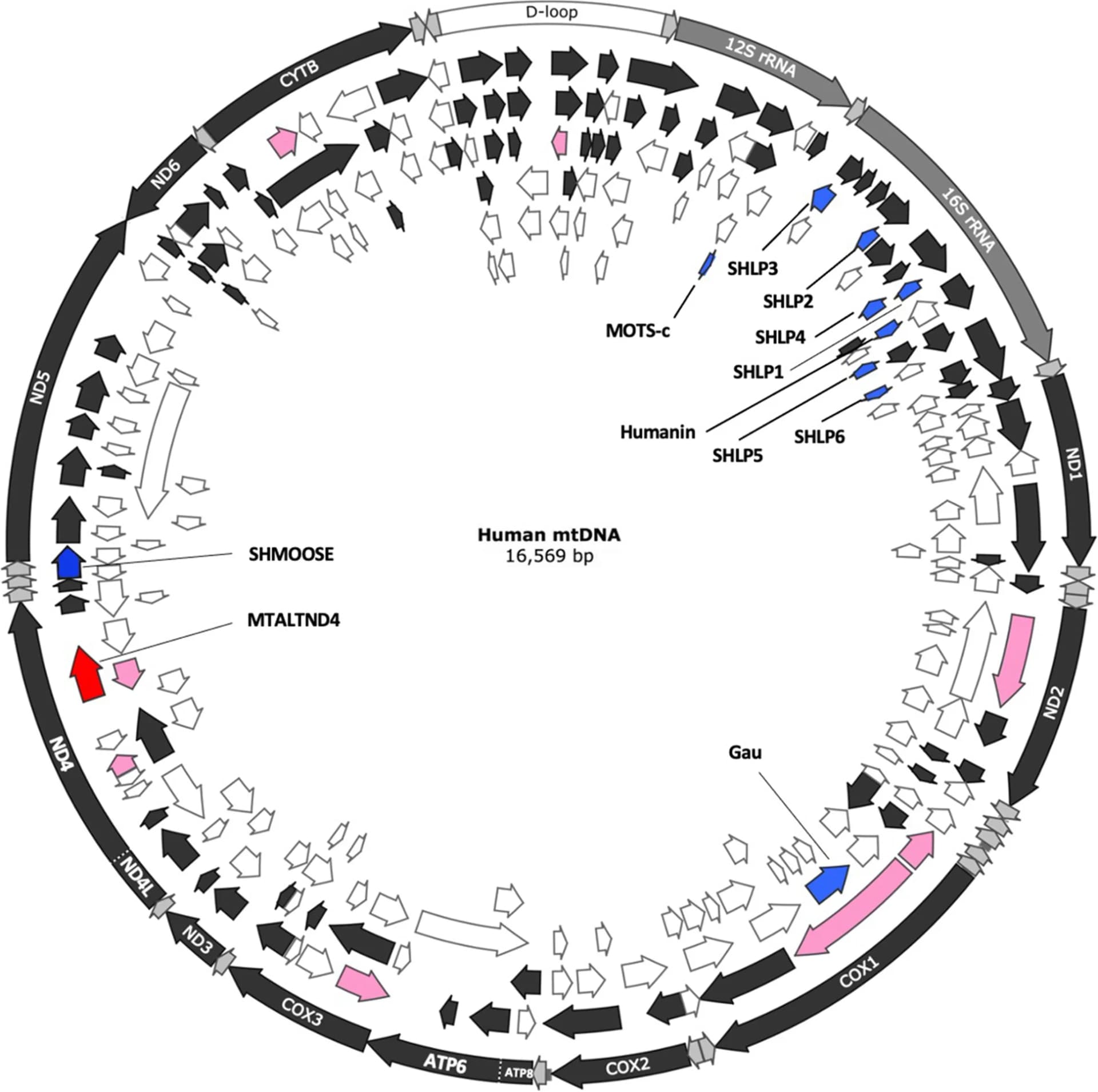 Open access visualization of Illustration, smORFs, altORFs, Mitochondrial Genome, Protein-coding Genes