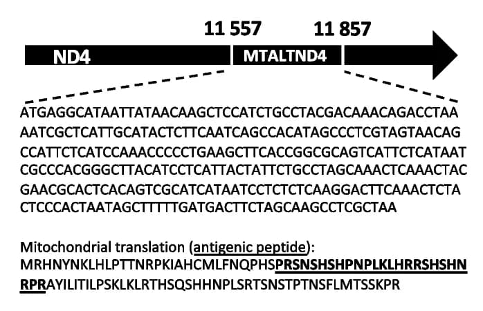 Open access visualization of Illustration, MTALTND4, DNA sequence, Protein sequence, Protein structure