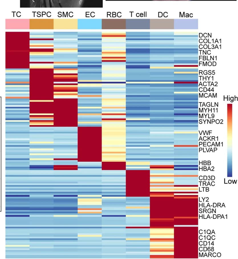 Open access visualization of Heatmap, Marker Genes, Cell Cluster
