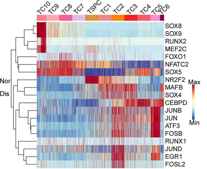 Open access visualization of Heatmap, Clustered, Gene expression regulation, Transcription factors, SCENIC
