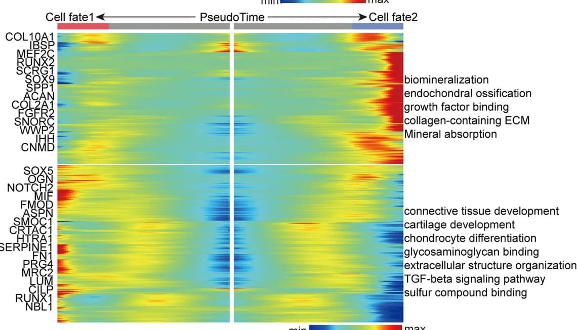 Open access visualization of Heatmap, Gene Expression, Highly Variable Genes, Cell Fates, Diseased Group