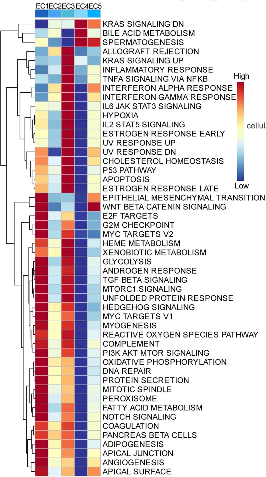 Open access visualization of Heatmap, Clustered, Enrichment Analysis, Gene Sets, EC1