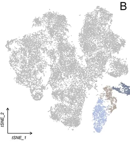 Open access visualization of Scatter Plot, UMAP, PCA, T-SNE, Immune Cells