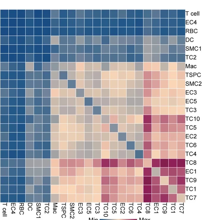 Open access visualization of Heatmap, Cell Clusters, Cell-Cell Interactions