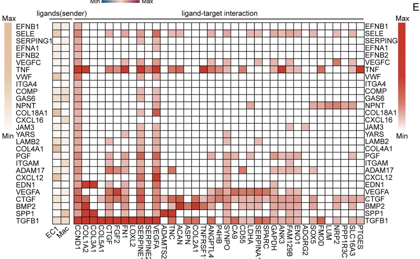 Open access visualization of Heatmap, Clustered, Ligands, Target Genes, Tenocytes