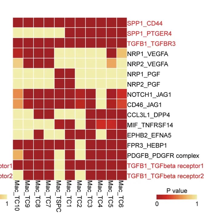 Open access visualization of Heatmap, Ligand-Receptor Pairs, Endochondral Ossification, Macrophages, Tenocytes