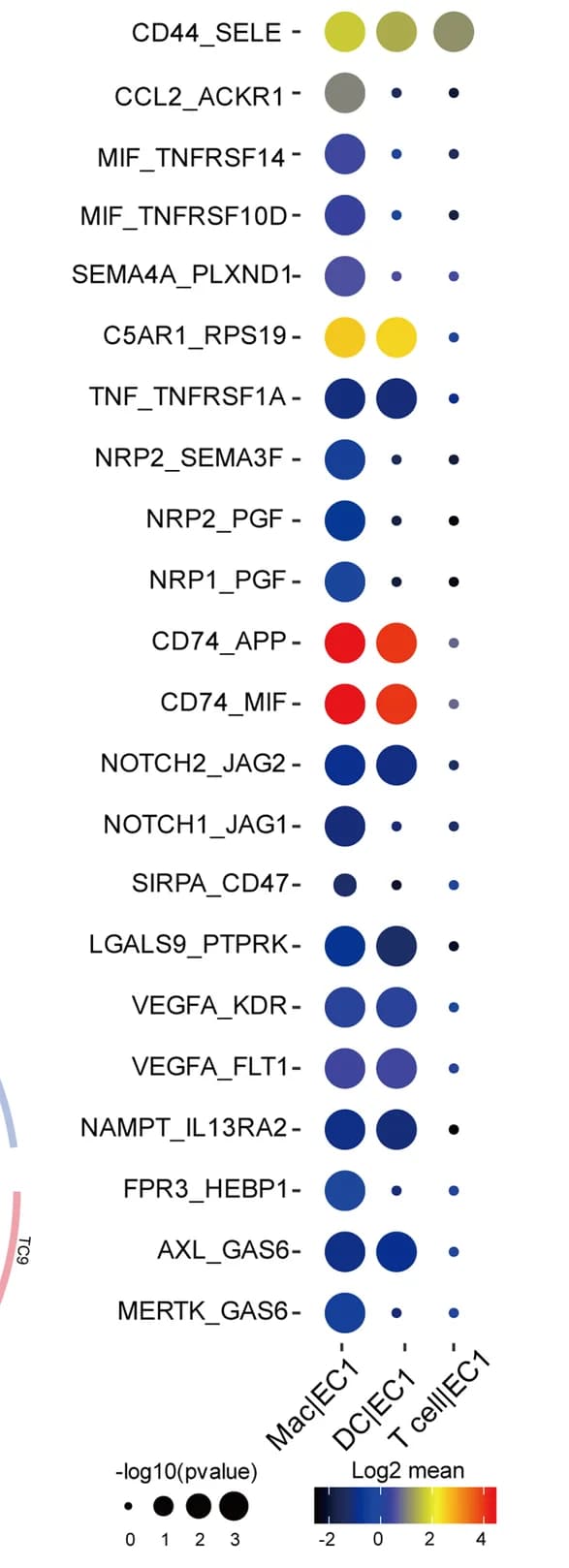 Open access visualization of Bubble Plot, Ligand-Receptor Pairs, Angiogenesis, Immune Cells, EC1