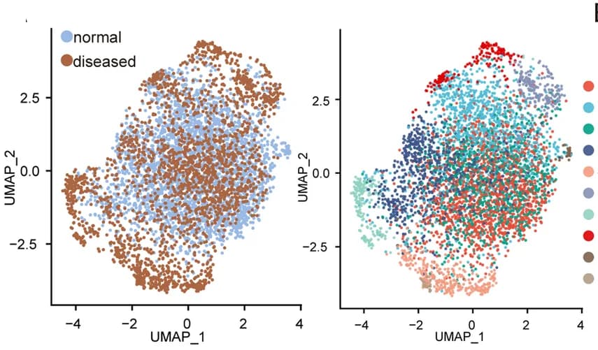 Open access visualization of Scatter Plot, UMAP, Cell Distribution, Spatial Transcriptome