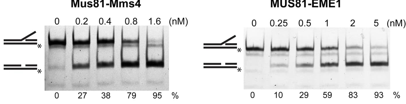 Open access visualization of Gel, Mus81-Mms4, MUS81-EME1, Fluorescein, Streptavidin