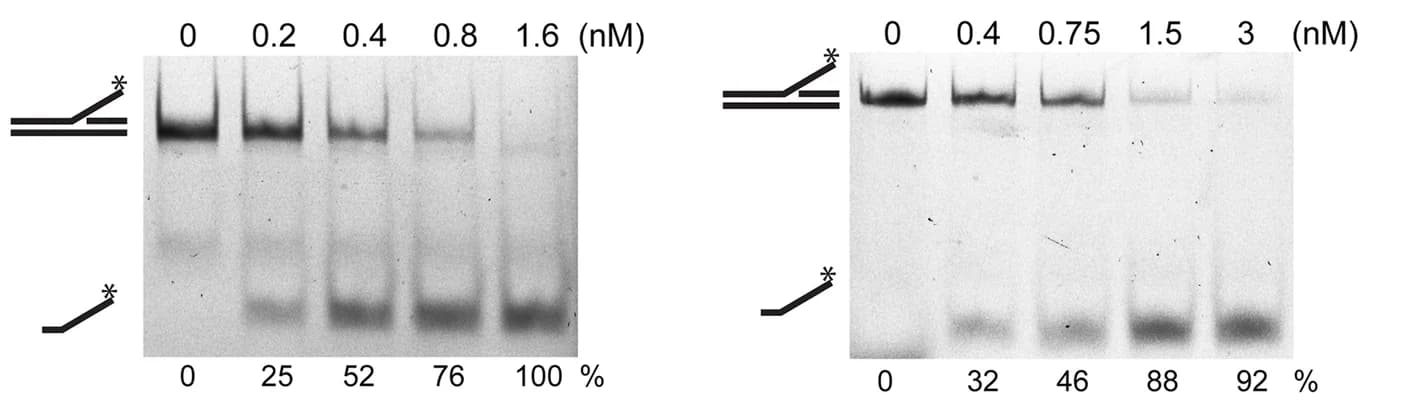 Open access visualization of Gel, Nicked duplex, 3' flap substrates, Fluorescein label