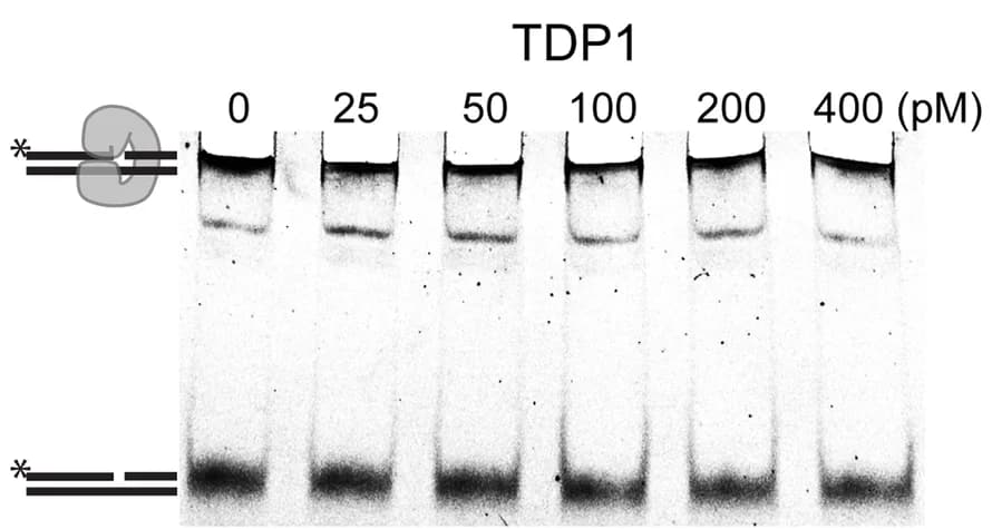 Open access visualization of Gel, MUS81-EME1, TDP1, TOP1, Native PAGE