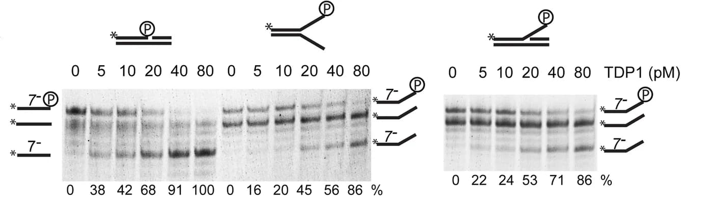 Open access visualization of Gel, DNA Substrates, TDP1, MUS81 Complexes, TOP1 Peptide