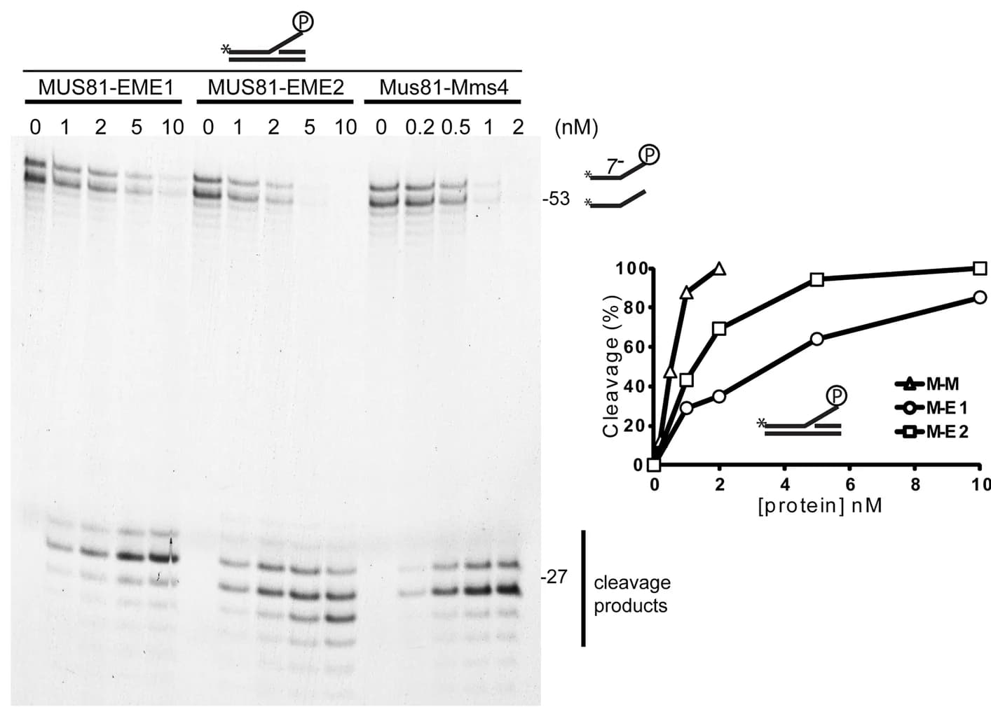 Open access visualization of Line Plot, Gel, Mus81-Mms4, MUS81-EME1, MUS81-EME2