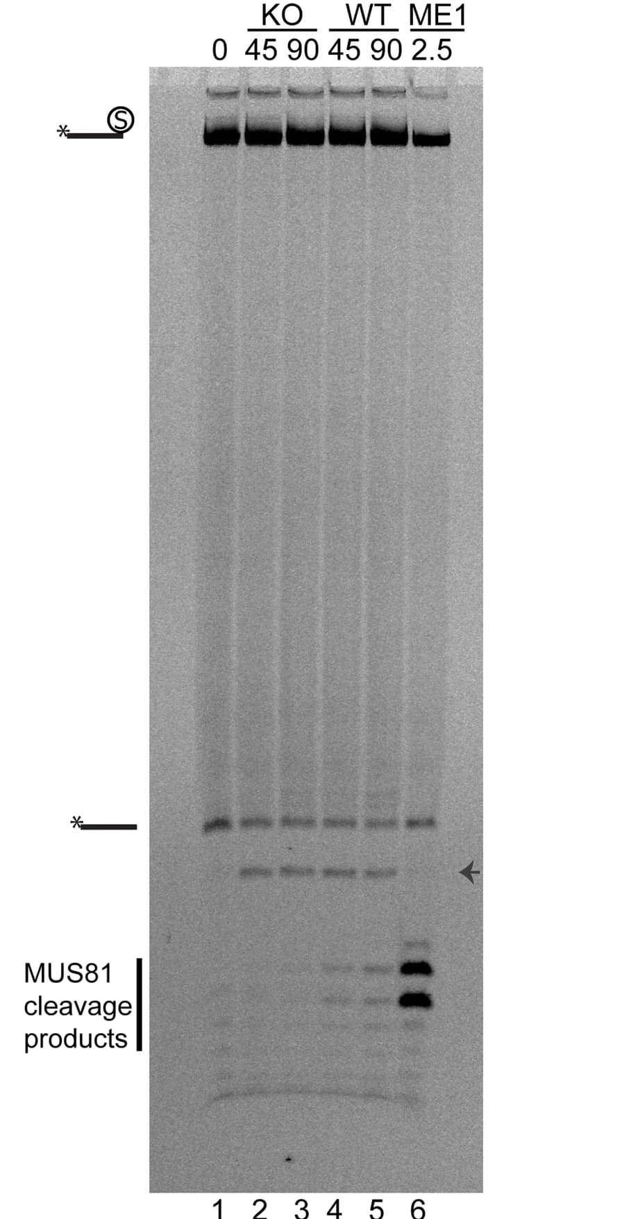 Open access visualization of Gel, Nuclear Extracts, Streptavidin, MUS81-KO Cells, WT Cells