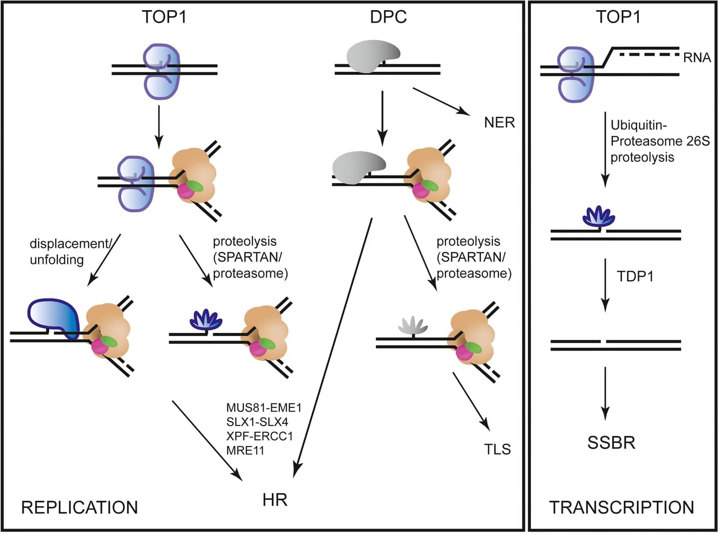 Open access visualization of Workflow, Illustration, TOP1cc, DPC, Replication